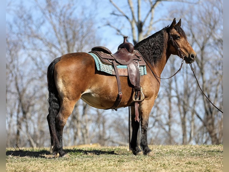 American Quarter Horse Giumenta 12 Anni 142 cm Pelle di daino in Cleveland TN