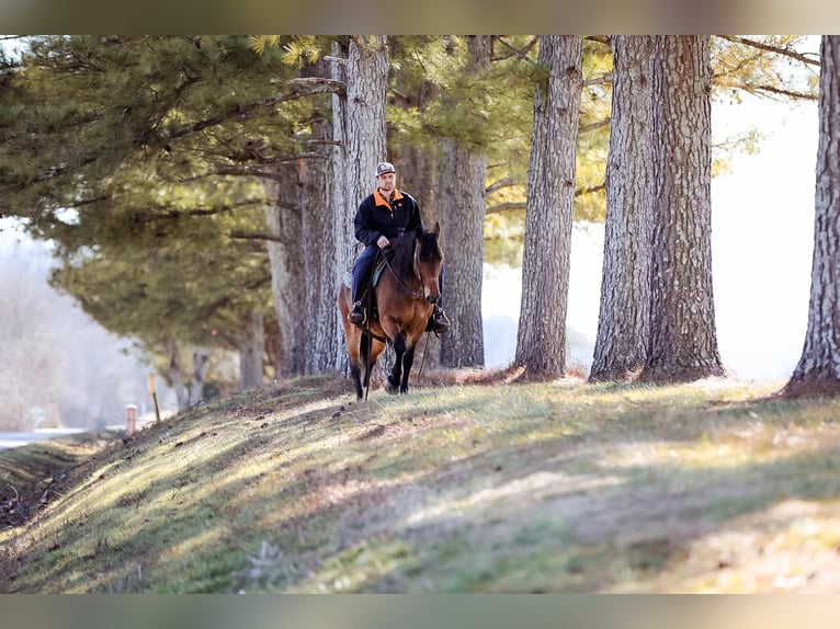 American Quarter Horse Giumenta 12 Anni 142 cm Pelle di daino in Cleveland TN