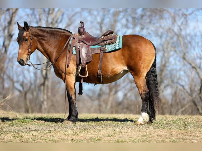 American Quarter Horse Giumenta 12 Anni 142 cm Pelle di daino in Cleveland TN