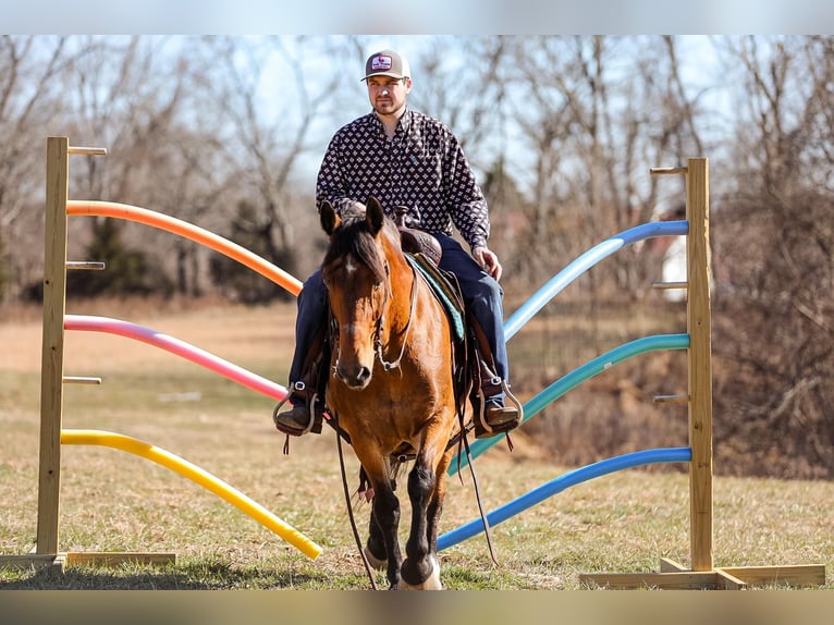 American Quarter Horse Giumenta 12 Anni 142 cm Pelle di daino in Cleveland TN