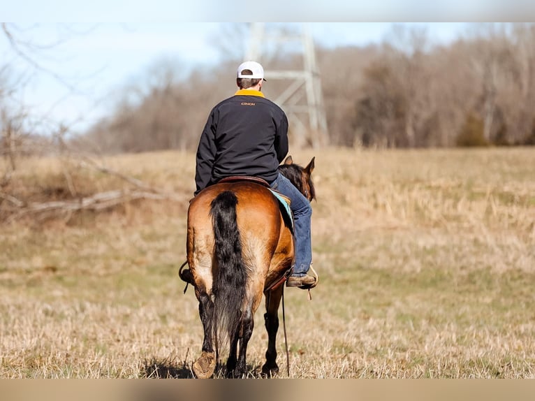 American Quarter Horse Giumenta 12 Anni 142 cm Pelle di daino in Cleveland TN