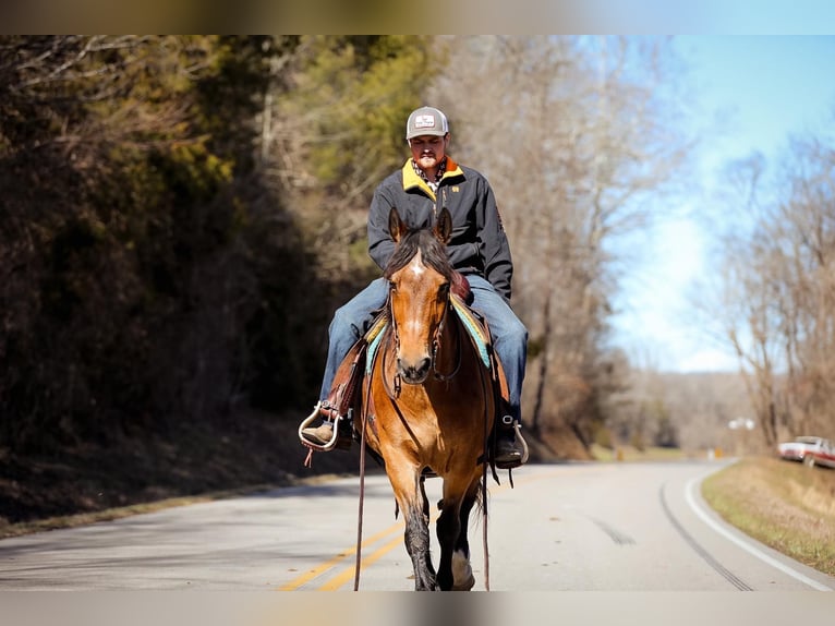 American Quarter Horse Giumenta 12 Anni 142 cm Pelle di daino in Cleveland TN