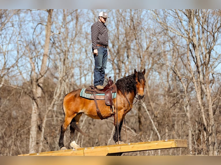 American Quarter Horse Giumenta 12 Anni 142 cm Pelle di daino in Cleveland TN