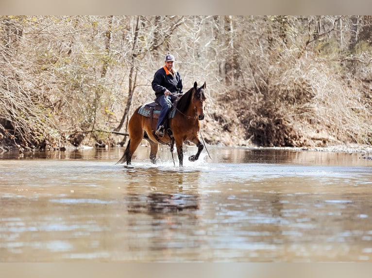 American Quarter Horse Giumenta 12 Anni 142 cm Pelle di daino in Cleveland TN