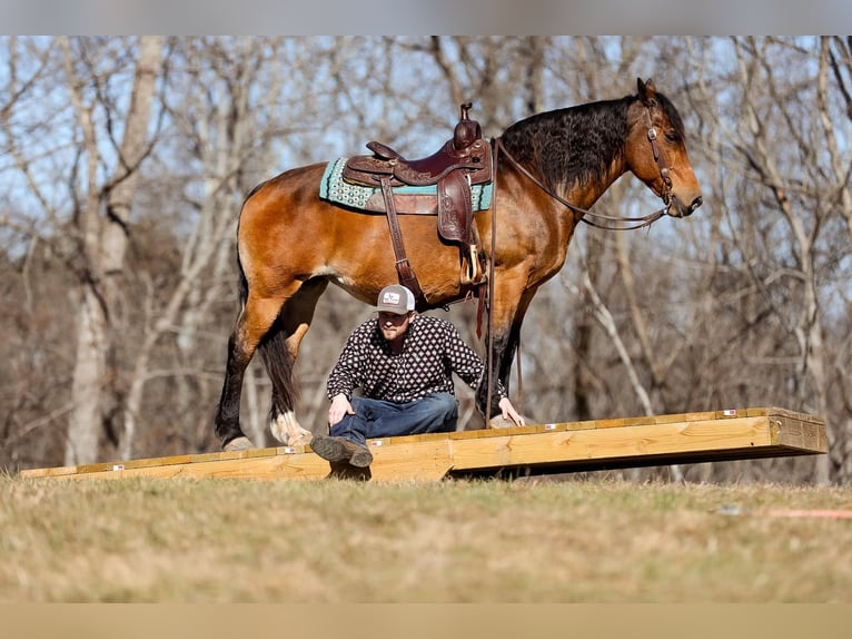 American Quarter Horse Giumenta 12 Anni 142 cm Pelle di daino in Cleveland TN