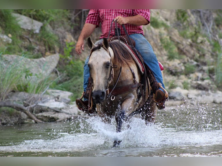 American Quarter Horse Giumenta 12 Anni 142 cm Pelle di daino in Stephenville TX