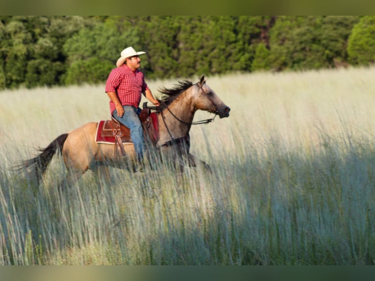 American Quarter Horse Giumenta 12 Anni 142 cm Pelle di daino in Stephenville TX