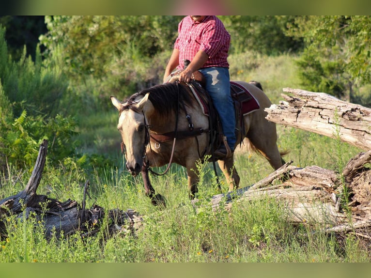 American Quarter Horse Giumenta 12 Anni 142 cm Pelle di daino in Stephenville TX