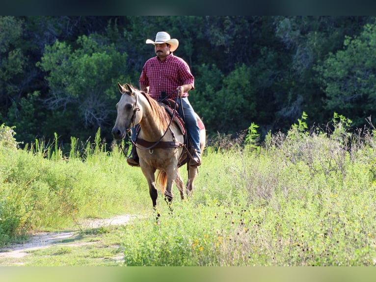 American Quarter Horse Giumenta 12 Anni 142 cm Pelle di daino in Stephenville TX