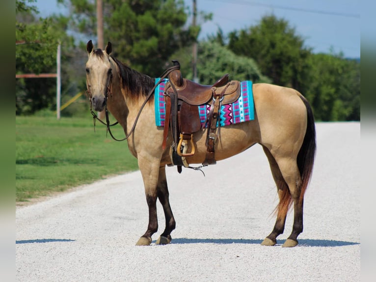 American Quarter Horse Giumenta 12 Anni 142 cm Pelle di daino in Stephenville TX