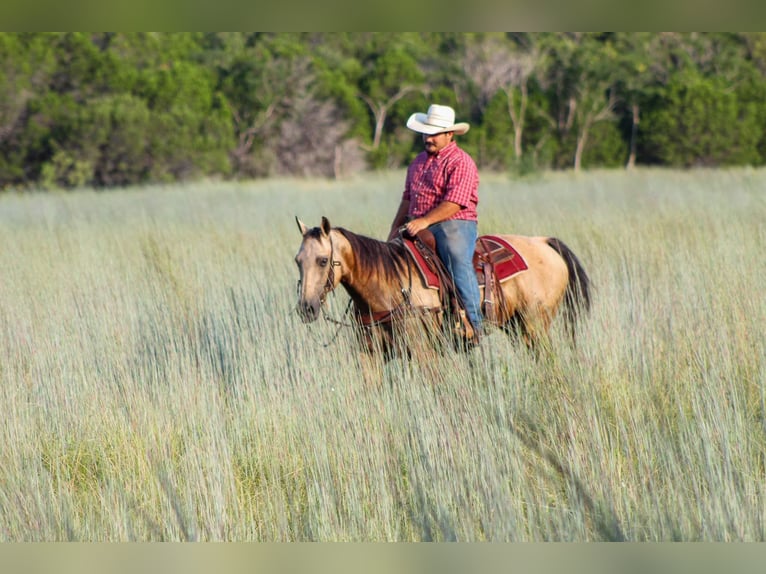 American Quarter Horse Giumenta 12 Anni 142 cm Pelle di daino in Stephenville TX