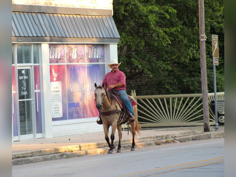 American Quarter Horse Giumenta 12 Anni 142 cm Pelle di daino in Stephenville TX