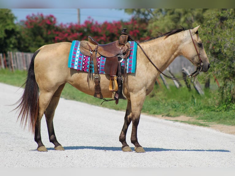 American Quarter Horse Giumenta 12 Anni 142 cm Pelle di daino in Stephenville TX