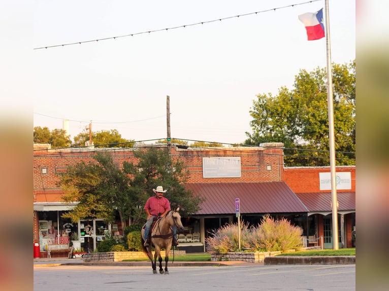 American Quarter Horse Giumenta 12 Anni 142 cm Pelle di daino in Stephenville TX