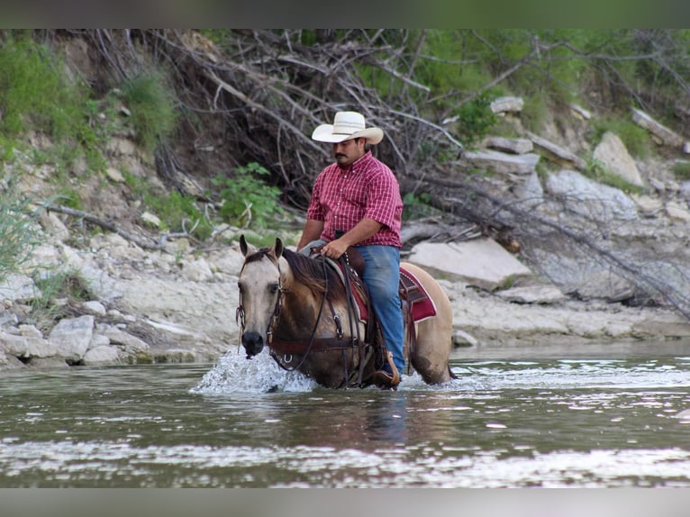 American Quarter Horse Giumenta 12 Anni 142 cm Pelle di daino in Stephenville TX