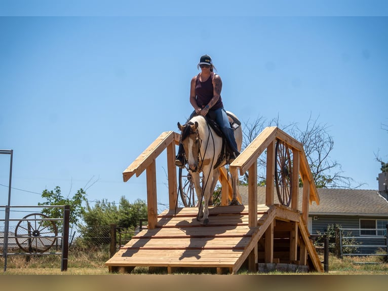 American Quarter Horse Giumenta 12 Anni 142 cm Pelle di daino in VALLEY SPRINGS, CA