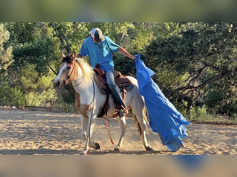 American Quarter Horse Giumenta 12 Anni 142 cm Pelle di daino in VALLEY SPRINGS, CA