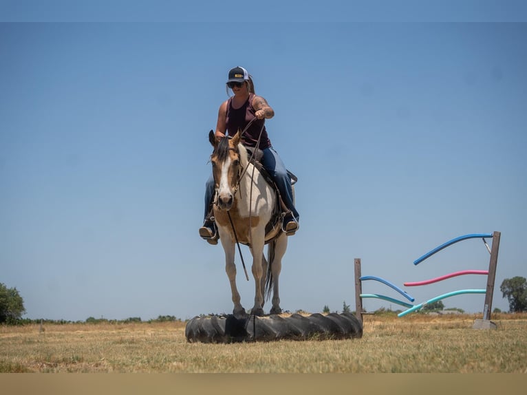 American Quarter Horse Giumenta 12 Anni 142 cm Pelle di daino in VALLEY SPRINGS, CA