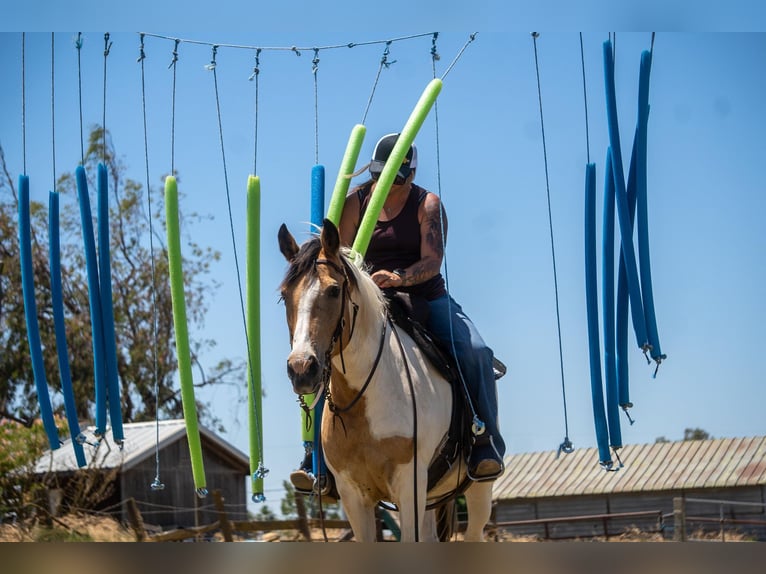 American Quarter Horse Giumenta 12 Anni 142 cm Pelle di daino in VALLEY SPRINGS, CA