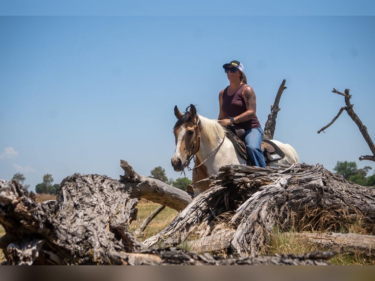 American Quarter Horse Giumenta 12 Anni 142 cm Pelle di daino in VALLEY SPRINGS, CA