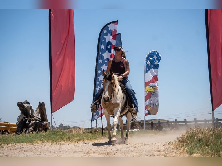 American Quarter Horse Giumenta 12 Anni 142 cm Pelle di daino in VALLEY SPRINGS, CA