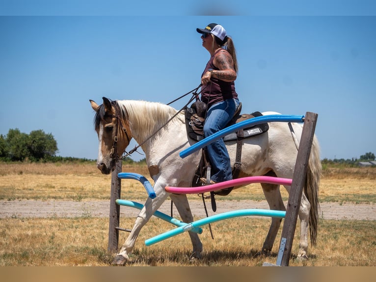 American Quarter Horse Giumenta 12 Anni 142 cm Pelle di daino in VALLEY SPRINGS, CA