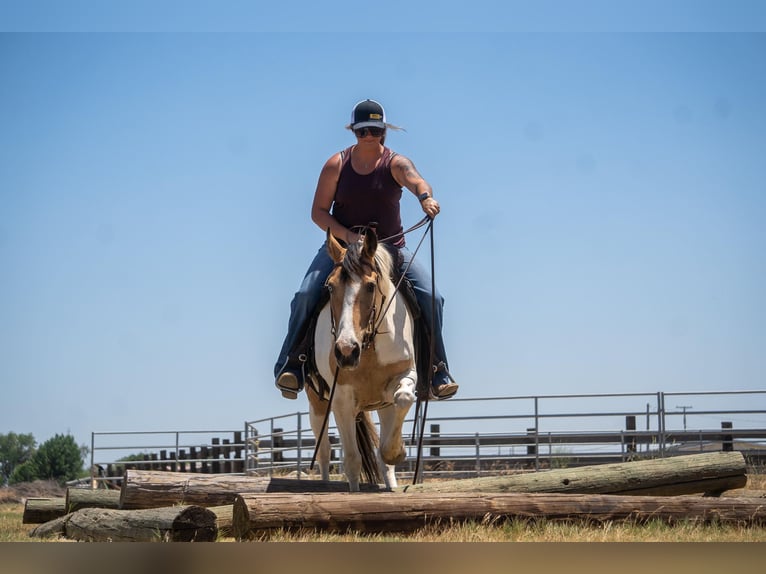 American Quarter Horse Giumenta 12 Anni 142 cm Pelle di daino in VALLEY SPRINGS, CA