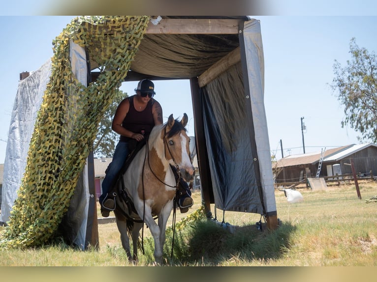 American Quarter Horse Giumenta 12 Anni 142 cm Pelle di daino in VALLEY SPRINGS, CA