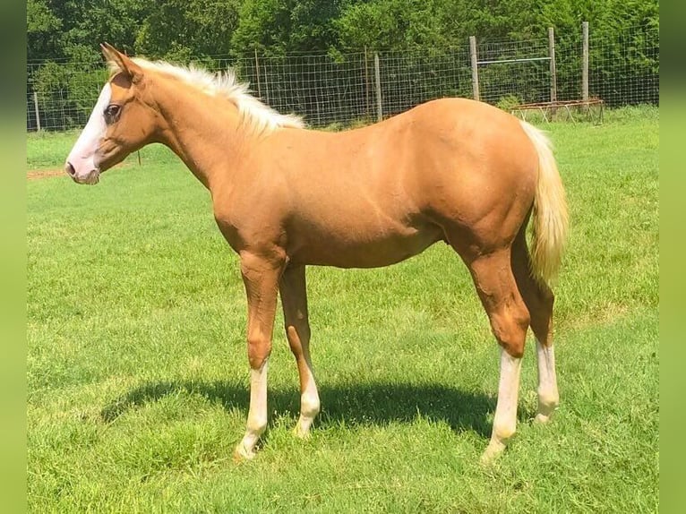 American Quarter Horse Giumenta 12 Anni 145 cm Palomino in Brecon