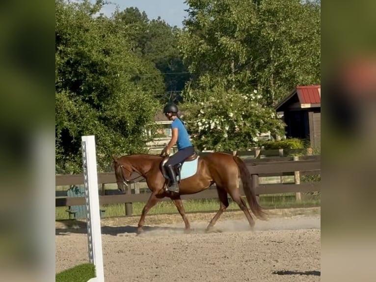 American Quarter Horse Giumenta 12 Anni 145 cm Sauro scuro in Johnston, SC