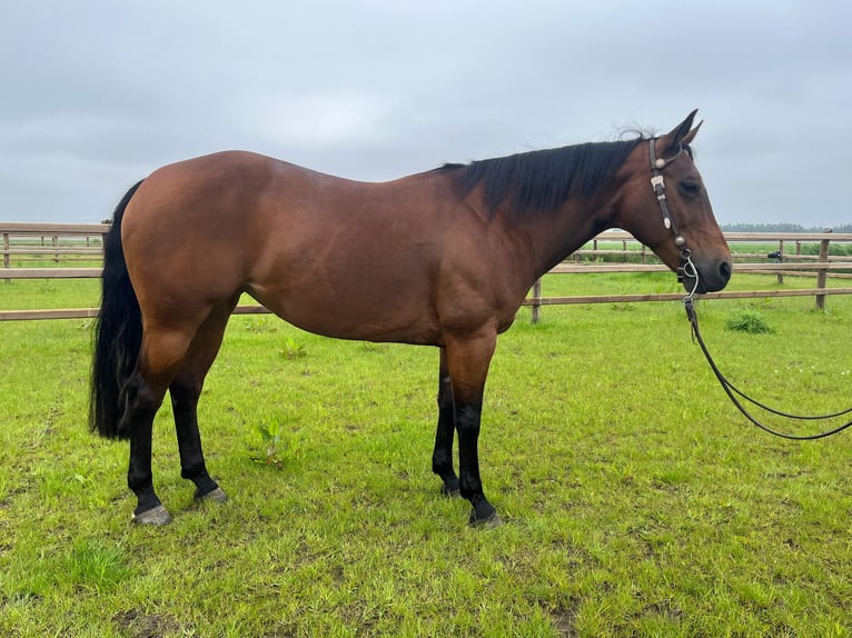 American Quarter Horse Giumenta 12 Anni 145 cm Sauro scuro in Creil