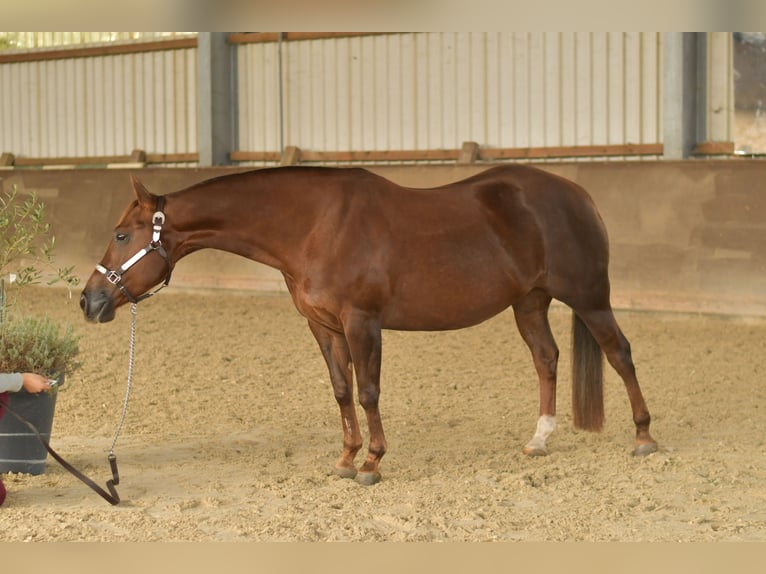 American Quarter Horse Giumenta 12 Anni 146 cm Sauro scuro in Geilenkirchen