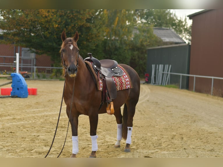 American Quarter Horse Giumenta 12 Anni 146 cm Sauro scuro in Geilenkirchen