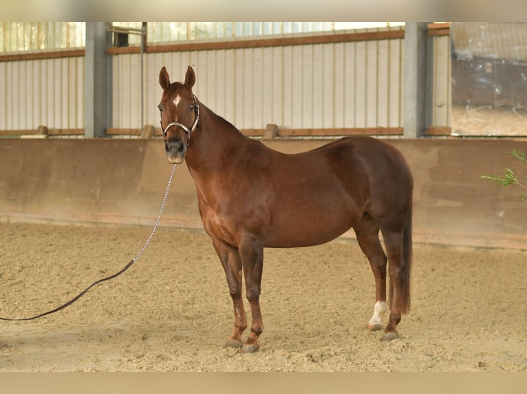 American Quarter Horse Giumenta 12 Anni 146 cm Sauro scuro in Geilenkirchen