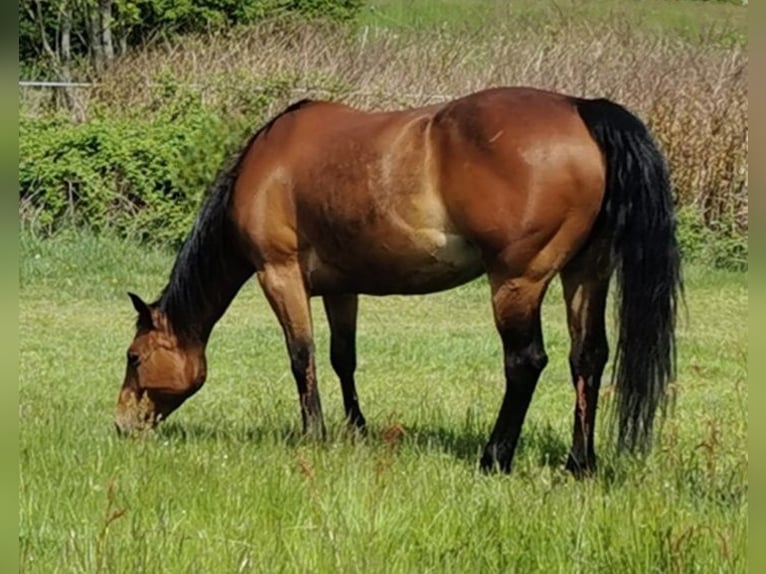 American Quarter Horse Giumenta 12 Anni 147 cm Baio ciliegia in Landolfshausen