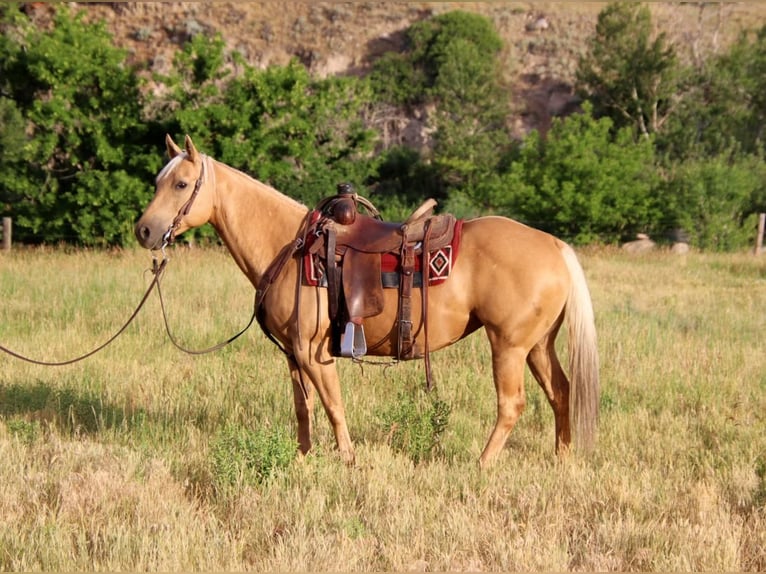 American Quarter Horse Giumenta 12 Anni 147 cm Palomino in Lovell