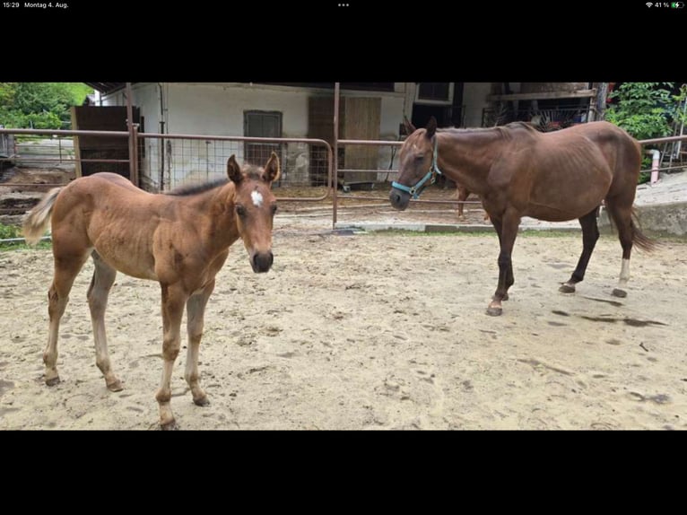 American Quarter Horse Giumenta 12 Anni 148 cm Sauro scuro in Ternberg