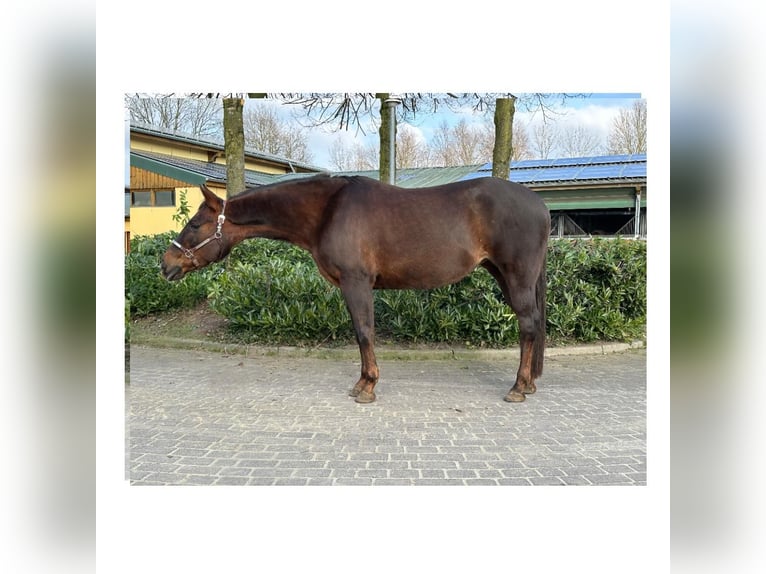 American Quarter Horse Giumenta 12 Anni 148 cm Sauro scuro in Marl