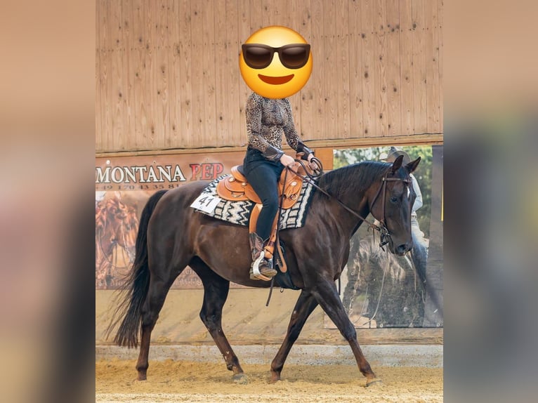 American Quarter Horse Giumenta 12 Anni 148 cm Sauro scuro in Marl