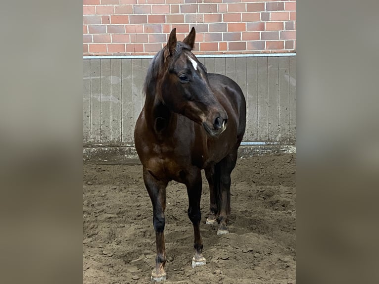 American Quarter Horse Giumenta 12 Anni 148 cm Sauro scuro in Marl