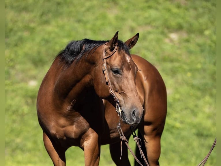 American Quarter Horse Giumenta 12 Anni 150 cm Baio in Schwarzach im Pongau, Salzburg