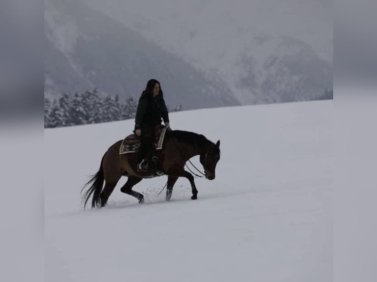 American Quarter Horse Giumenta 12 Anni 150 cm Baio in Schwarzach im Pongau, Salzburg