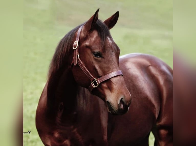 American Quarter Horse Giumenta 12 Anni 150 cm Baio in Schwarzach im Pongau, Salzburg