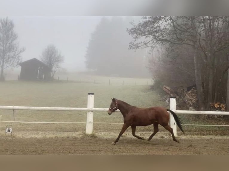 American Quarter Horse Giumenta 12 Anni 150 cm Baio in Schwarzach im Pongau, Salzburg