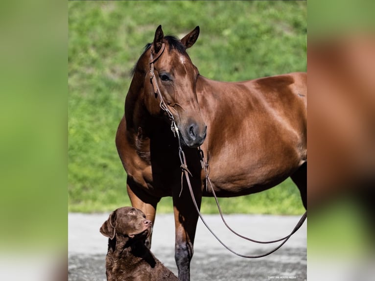 American Quarter Horse Giumenta 12 Anni 150 cm Baio in Schwarzach im Pongau, Salzburg