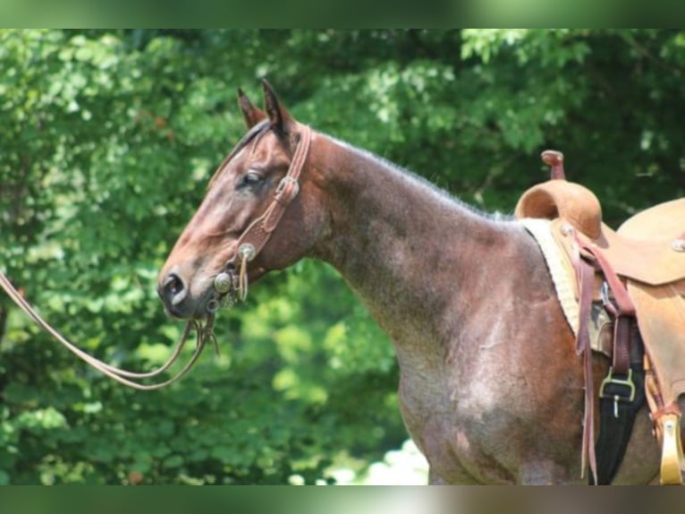 American Quarter Horse Giumenta 12 Anni 150 cm Baio roano in Rineyville KY