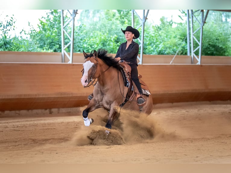 American Quarter Horse Giumenta 12 Anni 150 cm Dunalino in Aindling