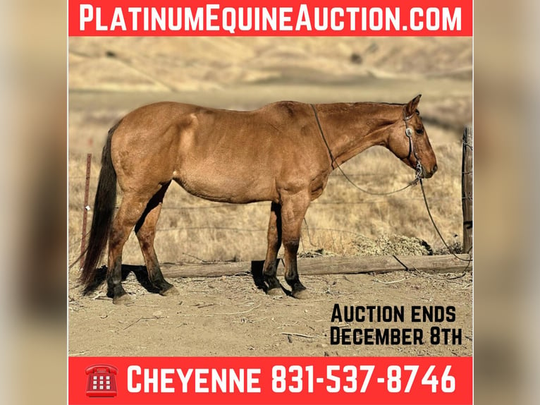 American Quarter Horse Giumenta 12 Anni 150 cm Falbo in Bitterwater CA