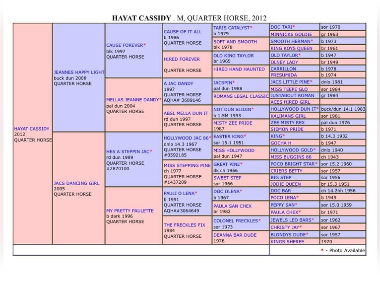 American Quarter Horse Giumenta 12 Anni 150 cm Grullo in Garlstorf