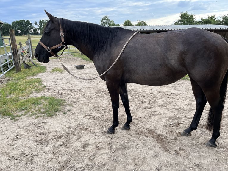 American Quarter Horse Giumenta 12 Anni 150 cm Grullo in Garlstorf